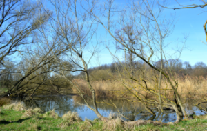 Naturschutzgebiet Entenfang (bei Giesen)