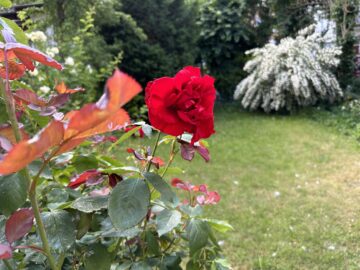 Garten - HI-Ost: Selbst einziehen und/oder vermieten- Gepflegtes Dreifamilienhaus mit schönem Garten