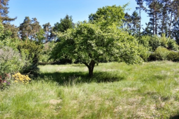 wilder Garten - Viel Platz zum Wohnen in Esperke