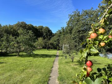 Toller Garten - Auch für zwei Generationen: Haus mit großem Grundstück in Hohenhameln OT Clauen